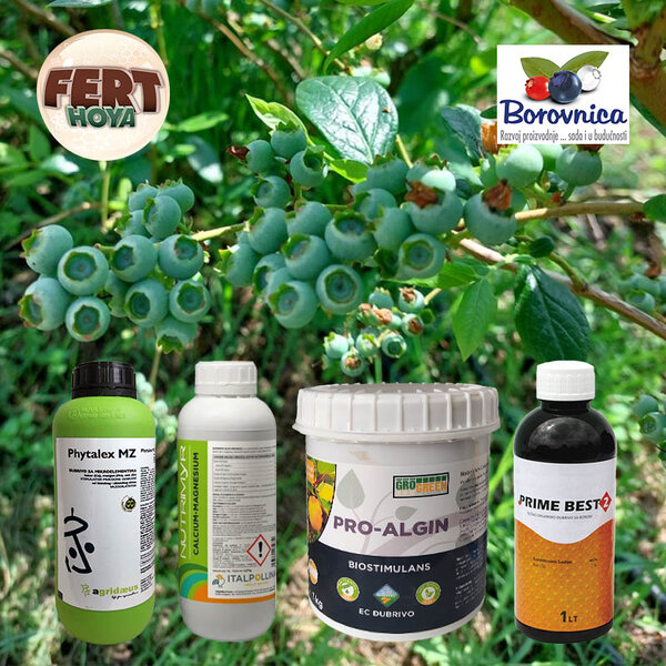 Biljke borovnice su u problemu jer voda spira sve preparate koje ste naneli folijarno