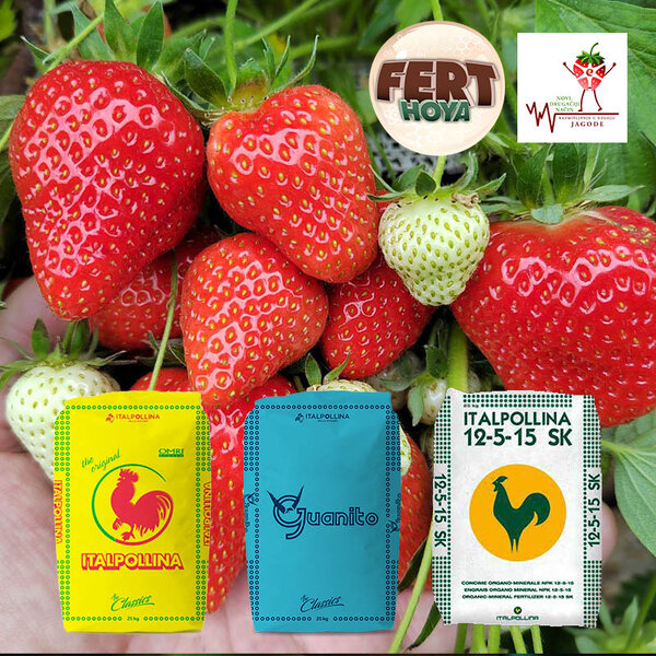 Jagoda je jedina kultura voća koja se sadi u leto...