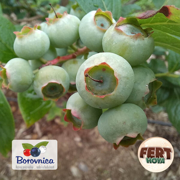 Zasadi borovnice su u nekim delovima Srbije pred samom berbom, dok je na nekim mestima berba već počela...