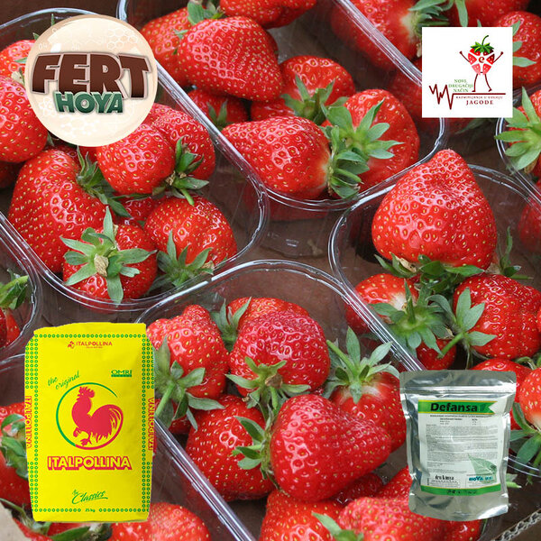 Bliži se kraj tekuće sezone proizvodnje jagode, i vreme je priprema za narednu...