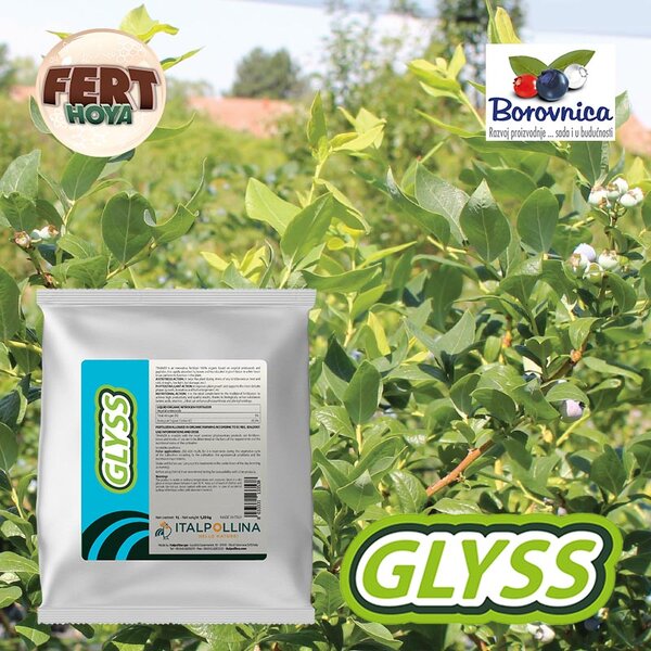 Najbolji način da se pokrene koren i aktivnost biljke borovnice - GLYSS