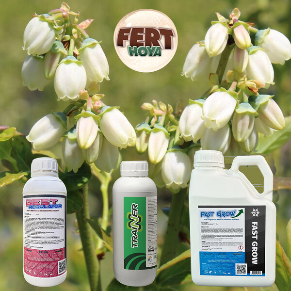 U većini zasada borovnice kreće faza intenzivnog cvetanja...