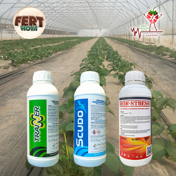 Da bi biljke jagode bile u kondiciji i nastavile rast i razvoj preporuka je...