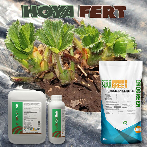 Za dobar start u uzgoju biljaka jagode