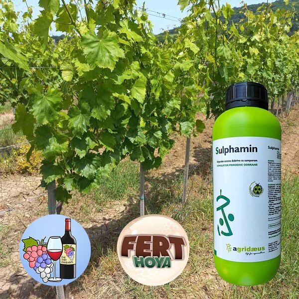 Sa porastom temperature stvaraju se uslovi za pojavu eriofidne grinje, kao i pepelnice...