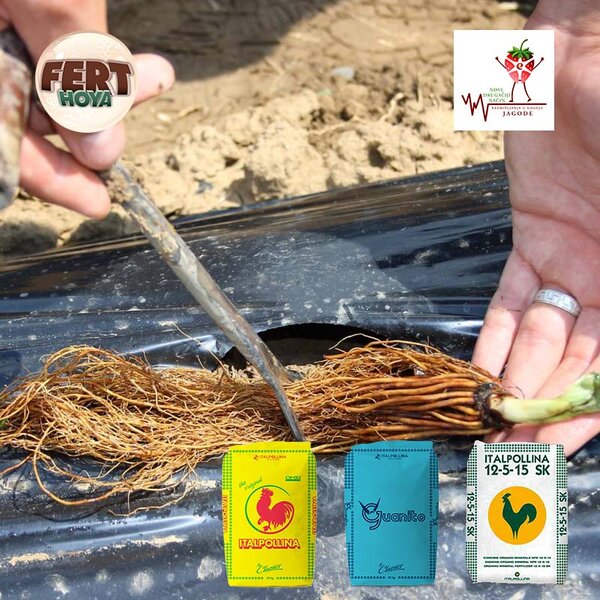 Nastupio je rok za sadnju jagode...