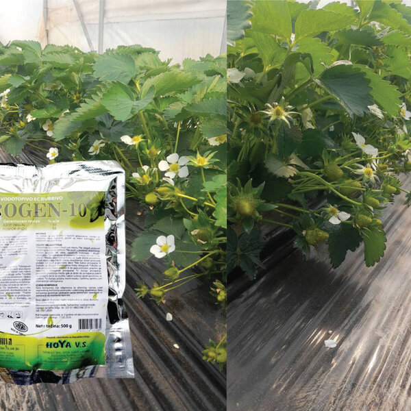 Da i poslednji cvetovi proizvedu krupne plodove...