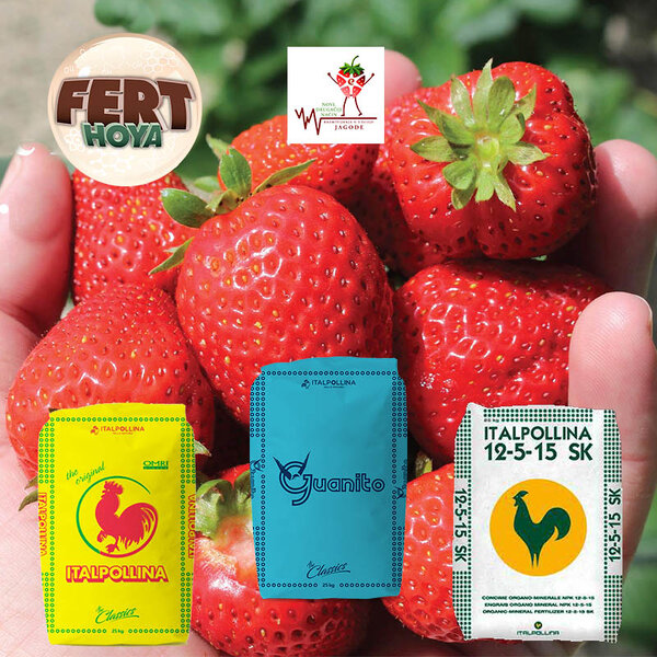 Vreme je za sadnju sadnica jagode, i mnogi od Vas pristupaju pripremi zemljišta