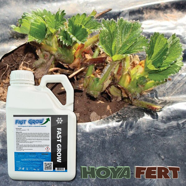 Ukoliko biljke jagode nemaju dovoljan broj bokornica...