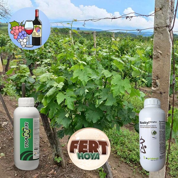 Sledi neki od tretmana zaštite vinove loze u borbi protiv bolesti kao što su plamenjača, botritis...