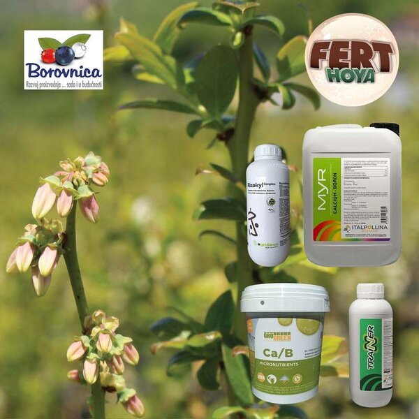 Vremenske prilike stvaraju povoljne uslove za pojavu bolesti u zasadima borovnice